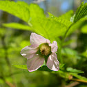 Salmonberry (pale pink)