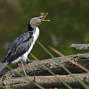 Little Pied Cormorant