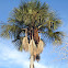 Moriche Palm ( Buriti Palm : Brazil)
