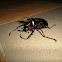 three horned rhino beetle
