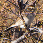 Reed Bunting; Escribano Palustre