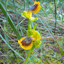 Abellera groga