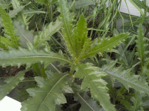Spotting Image 1
