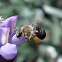 Bumble bee