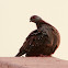 Speckled Pigeon