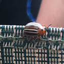 Colorado potato beetle