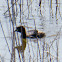 Little grebe; Zampullín Chico