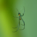 Orchard Orbweaver