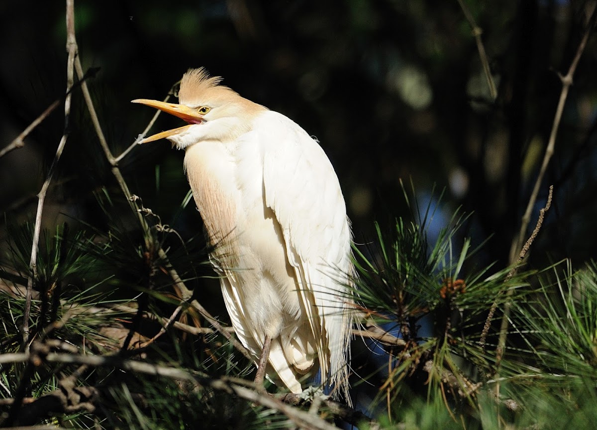 cattle egret