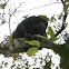 Howler Monkey