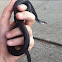 Black racer