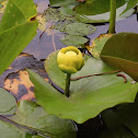 Yellow water lily, spatterdock, cow lily