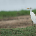 Cattle Egret