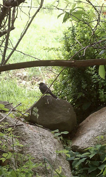 Spotting Image 1