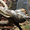Gray Ratsnake