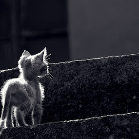 by Ante Gašpar - Animals - Cats Portraits ( black and white )