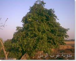 صورة010