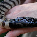 BLACK HEADED PYTHONS