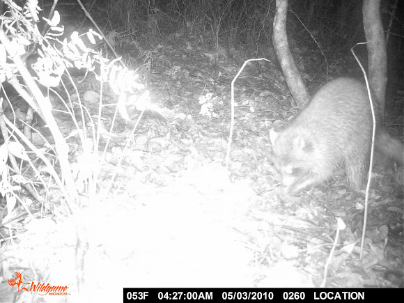 Spotting Image 1