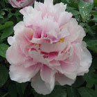 Peony