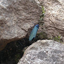 Blue moth