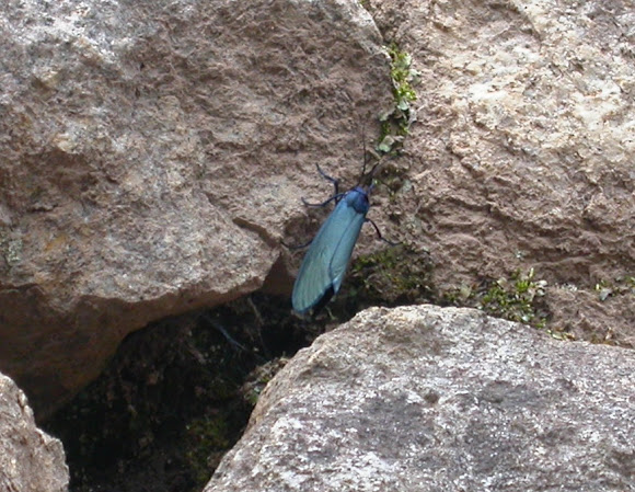 Spotting Image 1