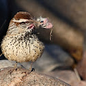 Cactus Wren