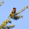 Black-headed Grosbeak