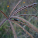 fly