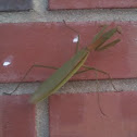 Green praying mantis