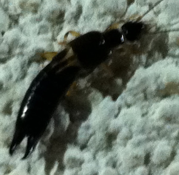 Spotting Image 1