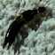 Common Earwig