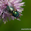 Common Greenbottle