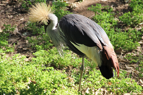 Crowned Crane  San Diego Zoo Safari Park