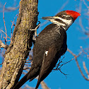 Pileated Woodpecker
