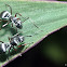 Silver Ants