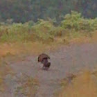 Wild Turkey