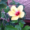 Hibiscus