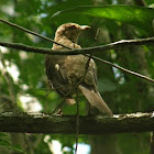 Yiguirro (Clay-colored Thrush)
