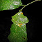 Splendid Treefrog