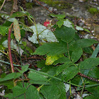 Framboise