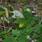 Framboise
