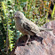 Red-headed finch (Female)