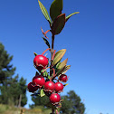 Murta