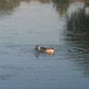 Mallard Duck