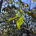 Mountain Laurel