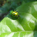 Jewel Bug