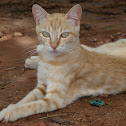 cat
