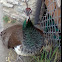Indian Peafowl