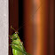 Grasshopper